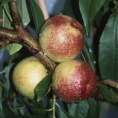 5038838068553 1 Nectarine Lord Napier Bush St Julien A7L.jpg